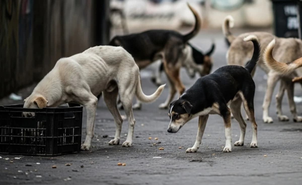 46 Dogs